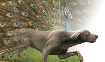 Weimaranerkennel van de Pauwenkamp logo